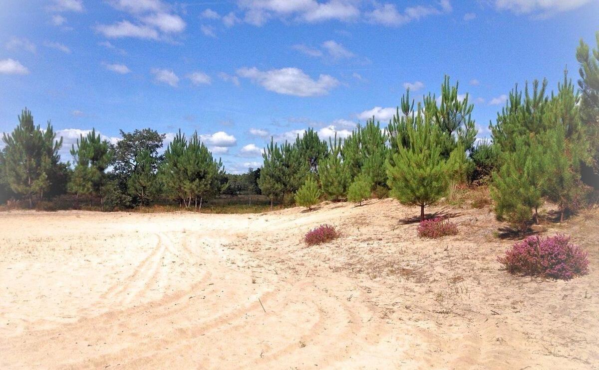فندق Au P'Tit Creux Des Landes Ychoux المظهر الخارجي الصورة